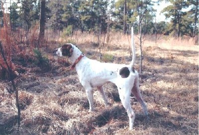 CH ELHEW FIBBER MCGEE