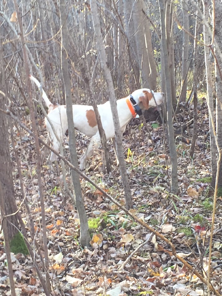 STRIKING ELHEW BOSSMAN 