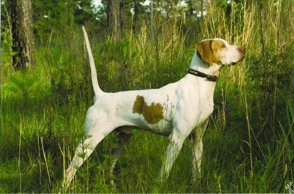 CH. ELHEW GUNNER