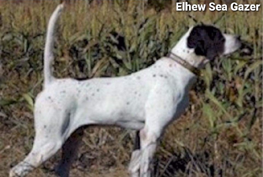 ELHEW SEAGAZER