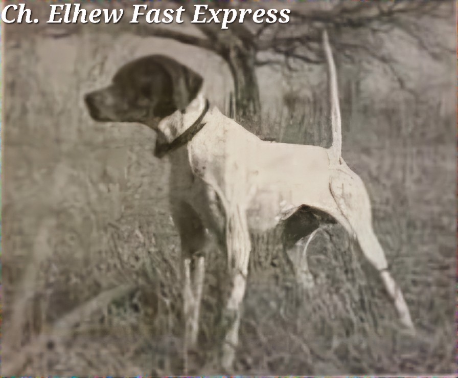 CH. ELHEW FAST EXPRESS