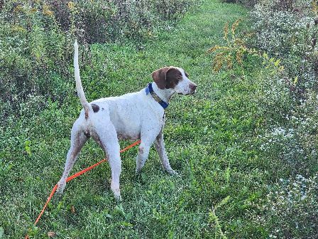 DISTINCTION'S ELHEW GAL