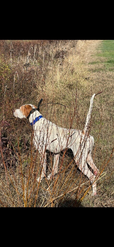 FOUR RIVERS RAZORBACK