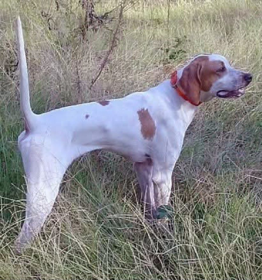 2X CH. STYLISH ELHEW PHANTOM