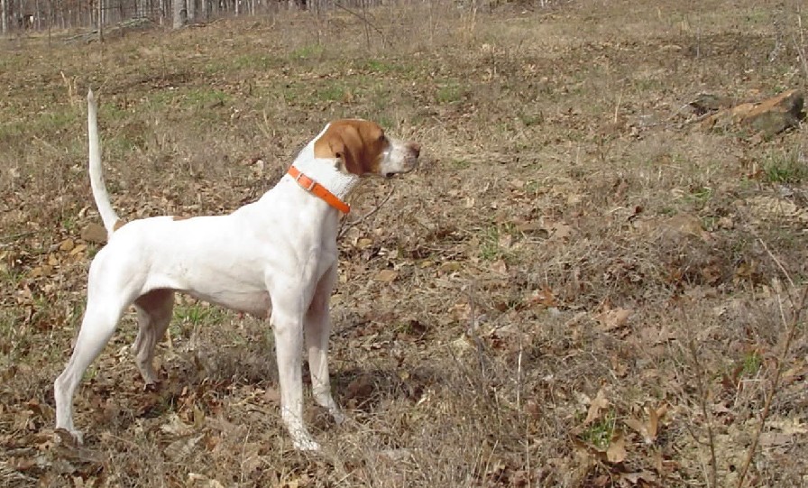 2X NAT. CH. STYLISH ELHEW JAZZ