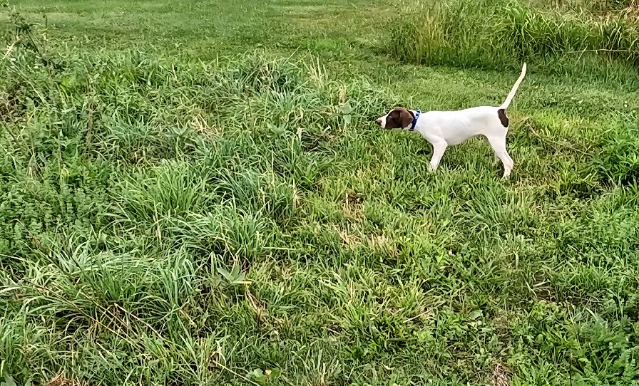 DOLLY'S GIRLIE